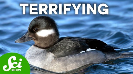 10 adorable animals that do terrifying things