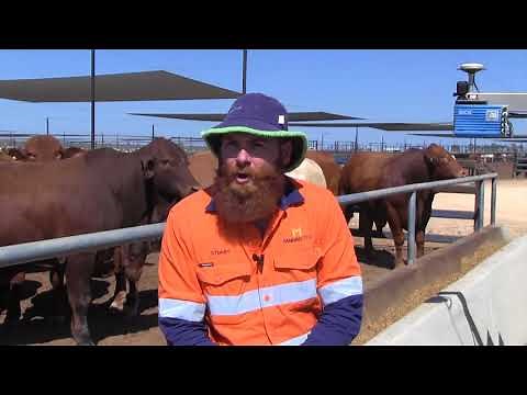 Automation of feed bunk management