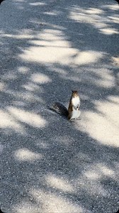 The squirrels in Florida are VERY friendly. Many times we would turn around and they would be running after us which was cute and creepy all at the same time 😅 #floridasquirrels #florida #sun #vaca #floridapark #graysquirrels #cute #friendly #bradenton #riverstrands #cantwait #summer | Chalk Pond Retrievers