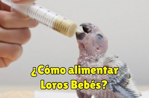 Alimenta LOROS Bebés: GUÍA Completa y PRÁCTICA