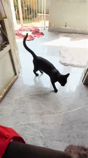 My everyday companion #shortvideo #godtakescareofme #love #purelove #youtubeshorts