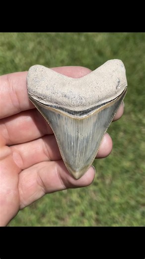 Discovering a Perfect Megalodon Shark Tooth