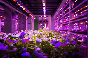 Far Red Light is Good For Plant Growth | TCP Horticulture Lighting