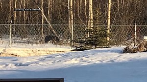 U.S. Army soldier killed by bear during training exercise in Alaska