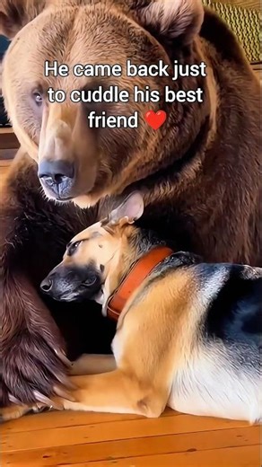 Brown Bear Breaks Into My House! 🐻😱