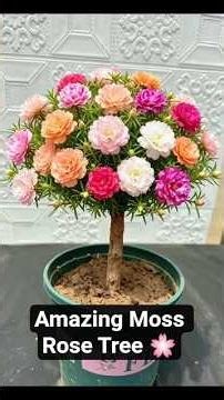 Amazing Moss Rose Tree 🌸 Easy DIY Portulaca Topiary | Beautiful Flower Gardening Ideas #shorts