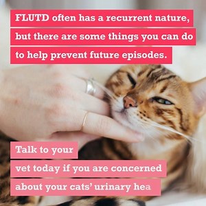 FLUTD is a frequently diagnosed problem in our friendly felines, and some risk factors have been identified, such as being overweight and having a sedentary lifestyle, for example. As there are many conditions that can cause FLUTD, please seek veterinary advice if you notice your cat is having problems urinating. Some of these, like complete urethral obstructions, are medical emergencies and can be fatal if left untreated! | Drove Vets | Facebook