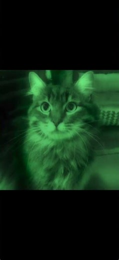 The theme is….. GREEN💚🍀 #green #aesthetic #popular #roblox #relatable #edit #viral #fyp #4you #fy