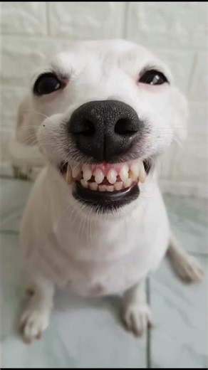 #BhabhiDevar #FunnyBanter #SmartReply #DesiHumor #FamilyFun #JokesHindi #DevarJi #BhabhiJi