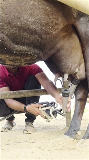 cow milking by machine 🤯