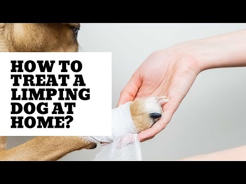 How to Treat a limping dog at home?