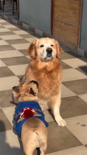 “My Dog Can’t Open His Eyes in the Sun 😂☀️ | Cute Funny Dog Moment”