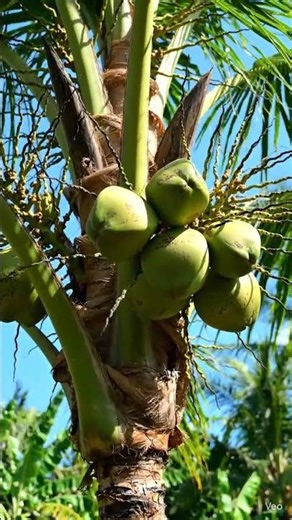 Mini Coconut Tree Full of Fruits