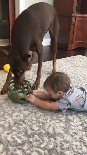397K views · 8.6K reactions | Babies vs Puppies #educacioncanina #mascotasdetiktok #doberman #dogsofinstagram #dobermanpinscher #dog #dobermansofinstagram #dogs #dobermanpride #dobermanlove #dobermanpuppy #puppy #dobermann #dobie #dobermans #rottweiler #dobermandogs #pitbull #puppiesofinstagram #dobermaninstagram #puppylove #instagram #puppies #dogstagram #dogoftheday #canecorso #alldoberman #doglife #dobermanlover | Diesel Doberman. | Facebook