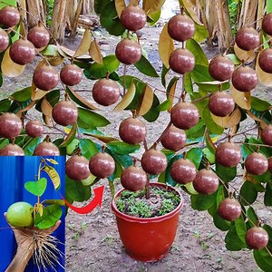 6.4K views · 56 reactions | Unique​ Technique Grafting Star Apple Tree Using Aloe Vera Growing Faster and Has Many Fruits | Farm Tree | Facebook