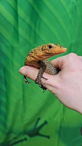 15K views · 851 reactions | 秊秊秊秊秊秊秊秊秊秊秊秊秊秊秊秊 This quince monitor really does remind us of a baby dinosaur. Its temperament is amazing being super calm and showing no aggression. These are a medium sized lizard reaching around 4ft and believed to be much more naturally friendly and handleable than other species. | Lincoln reptile and pet centre ltd | Facebook