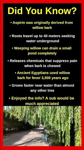 Shocking Facts About Willow Tree Nobody Tells You 🌿😱