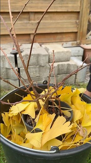 Das schützt Kübelpflanzen vor Kälte 🥶🧣🌱 #garten #herbstlaub