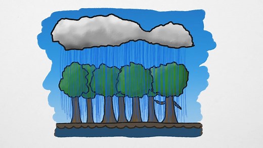 How plants play a vital role for rainfall within the tropical rainforest | Britannica
