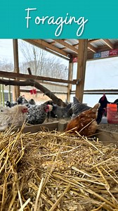 364K views · 10K reactions | Foraging is such an important activity...