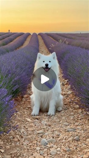 FELIX THE SAMOYED 🐶 on Instagram: "To everyone who sees this: you are pawsome 😍💜 #earwiggles #provence #travel #france #eardance #lavender #sunset . . #reels #reelsinstagram #reelsviral #trend #viral #fun #samoyed #dog #samojede #fluffydog #whitedog #explore #cute #fyp #blogger_de #hund"