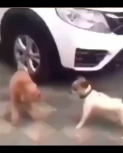 Humorous Dog Fight Moments That Will Make You Laugh