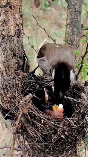 Himalayan Bulbul Babies Crying for Food – Adorable Scene (p 4) #shorts