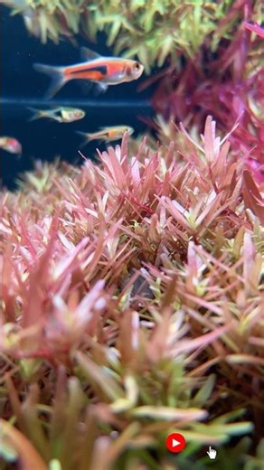 Beautiful Dutch Aquascape Plants