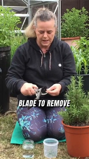 The secret to growing endless rosemary at home Why You Should Never Buy Rosemary Again! 🌿