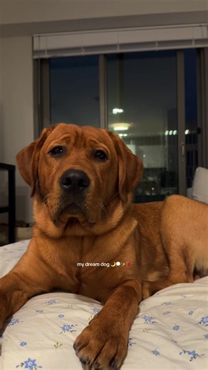 he’s so handsome … get the fox red lab!!!!! ❤️❤️❤️ #labpuppy #labradorretriever #foxredlabrador #dogsoftiktok #doginfluencer