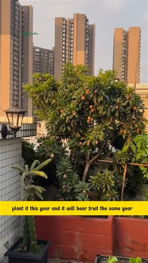 Buy Sapodilla Trees – Delicious Fruit at Home | Terra Nursery