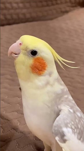 Cockatiel Singing Happy Birthday 🎂#birds #cockatiel #cockatielsinging #cockatielsound #pets #parrot