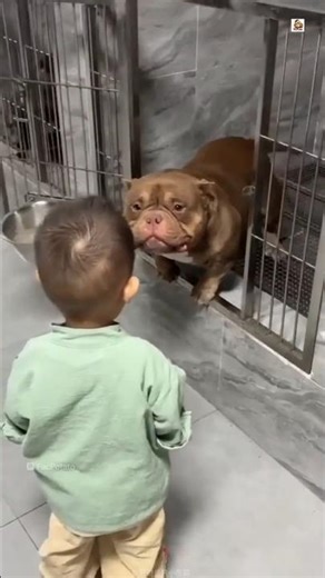 Pitbull No One Believed