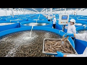 How Farmed Shrimp Is Really Produced—Inside the $30 Billion Industry Behind Your Frozen Bag