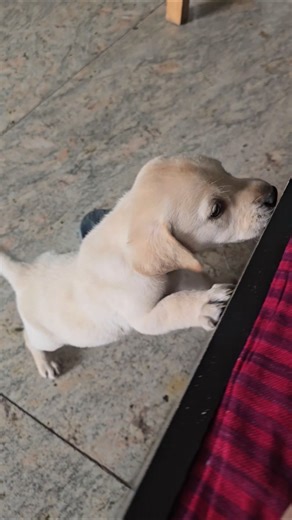 Rio the Labrador puppy blog| Labrador blog| Pet Lover|