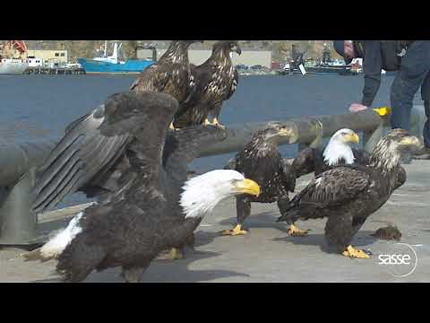 Beautiful eagle takes off in 0.2 seconds - super slow motion