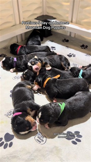 Litter C 5 day old Bernese mountain dog puppies # #bernesemountaindog #bernesepuppy #puppy