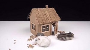Building a Brick House for Your Hamster