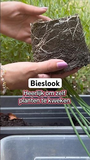 Zelf kruiden kweken - lekker biologisch, gifvrij!