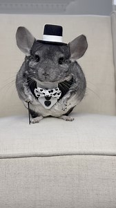 The name is Chilly… Philly Chinchilly 🤵🏻‍♂️🐭🐾😂 #funnypets #Tuxedos #chinchilla | Phil E. Chinchilla