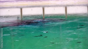 Fish in Lithia spring in Florida, a natural spring from which water flows year-round at a temperature of 72 degrees.