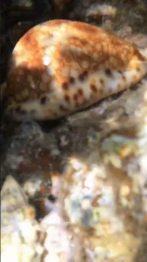 Shiny Tiger Cowrie Shell in the Wild! 🐚✨ Stunning Find on the Reef