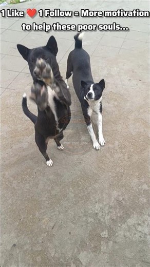 Helping Street Dogs #shorts #dogfeeding #kindness