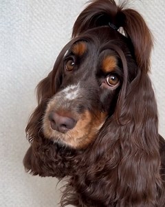 2.2M views · 23K reactions | Straight out of a shampoo commercial   | UNILAD | Facebook