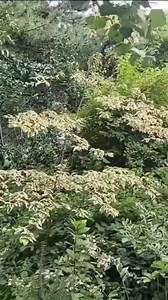 Le cornouiller à feuilles alternes ( Cornus alternifolia) est un arbrisseau indigène au Québec, mais peu cultivé. Encore plus rare est son cultivar à feuilles panachées de jaune clair au printemps, plus de blanc et rose à l’automne, Golden Shadows. Un joli petit arbre pour un emplacement ombragé! #jardinierparesseux #dansmonjardin | Jardinier paresseux