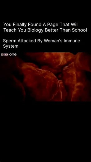 BIOLOGY | MEDICAL | HEALTH on Instagram: "In some rare cases, a woman’s body can mistake sperm as a harmful invader — just like bacteria or viruses. When this happens, the immune system produces anti-sperm antibodies that attach to the sperm and block their movement, damage them, or destroy them before they reach the egg. This reaction can make it difficult for sperm to survive inside the reproductive tract, reducing the chance of fertilization. It’s like a battle inside the body, where the immu