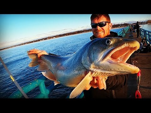 Pier Fishing for Lake Trout With in-line Spinners And Little Cleos! Mepps Longcast #5 Review!