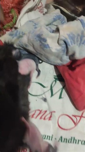 BabyRabbit #RabbitBirth #RabbitFeeding #Day1 #CuteAnimals #RabbitBabies #NewbornRabbits #BunnyLove