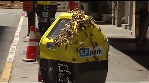 505K views · 4.8K reactions | Can you bee-lieve this? Thousands of...