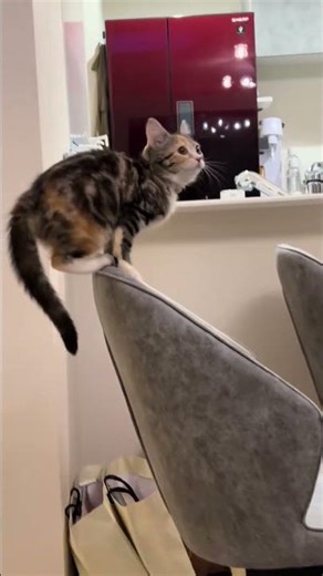 大技披露するらむ☺️ #三毛猫 #猫のいる暮らし #猫動画 #子猫 #らむ #猫好きさんと繋がりたい #ねこのいる生活 #猫の大技#kitten #cat